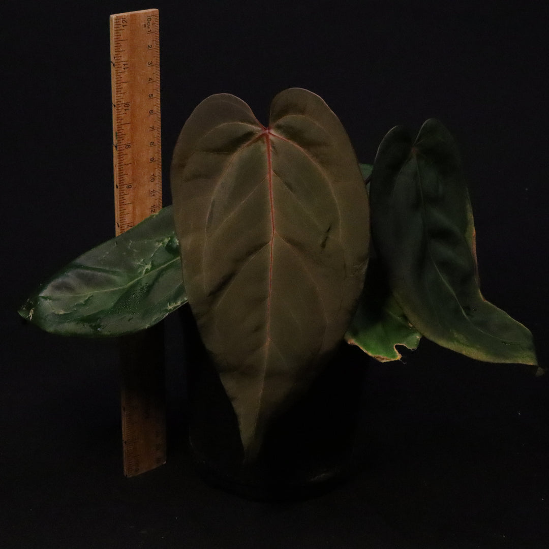 Anthurium Chamberlainii x Portillae