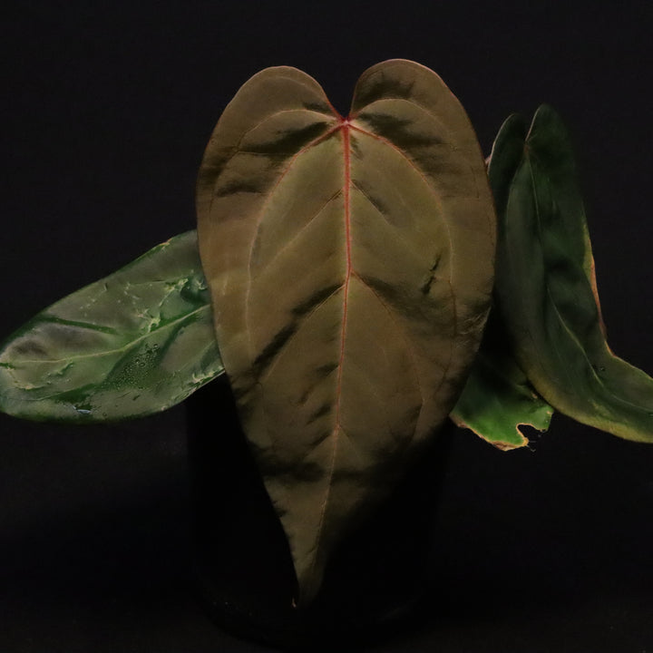 Anthurium Chamberlainii x Portillae