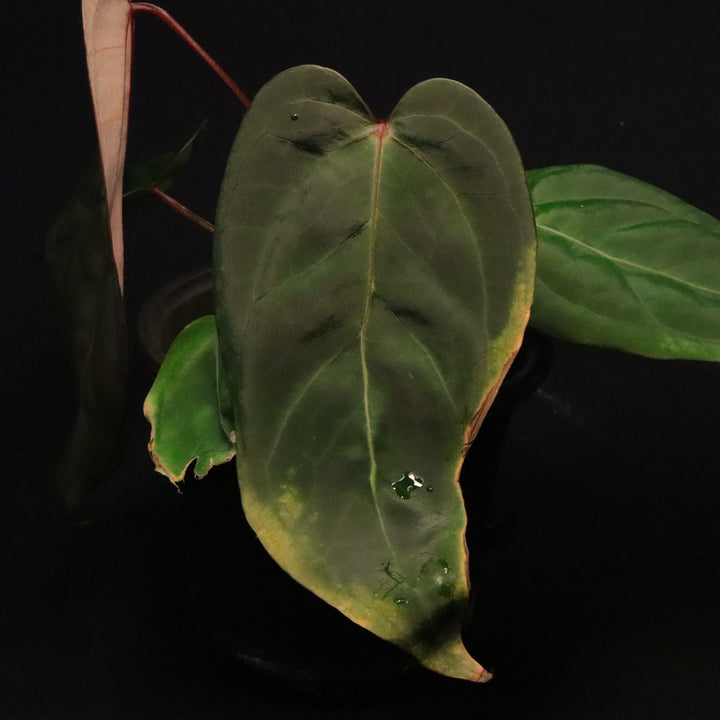 Anthurium Chamberlainii x Portillae