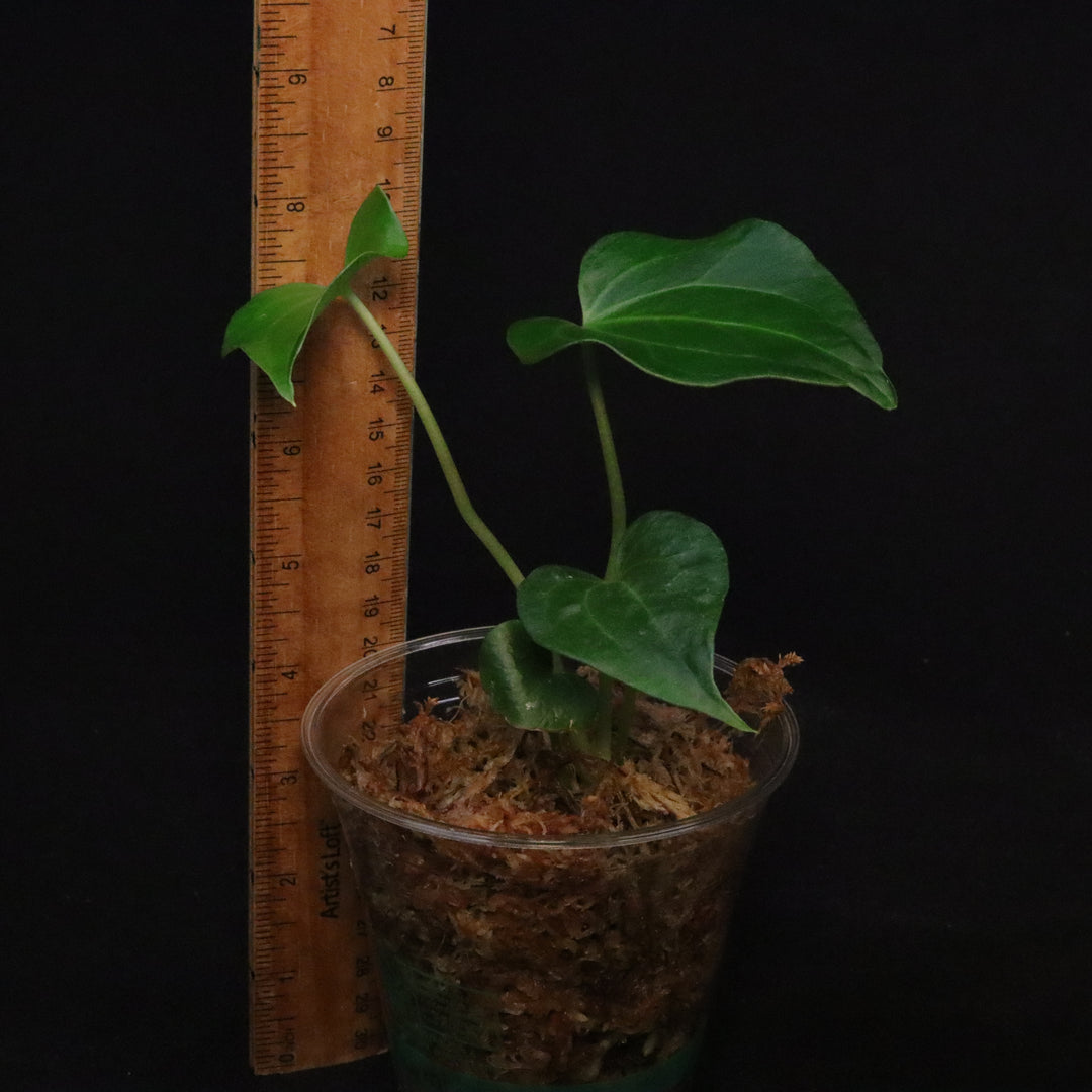 Anthurium Delta Force - Juvenile