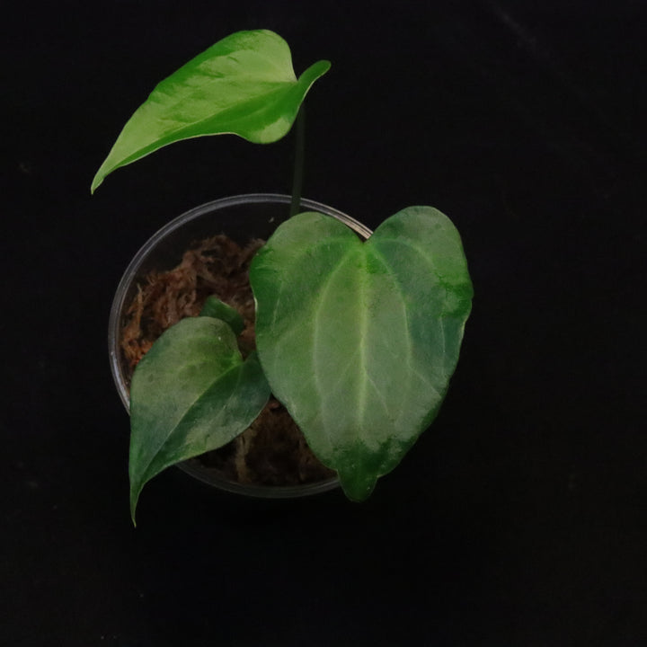 Anthurium Delta Force - Juvenile