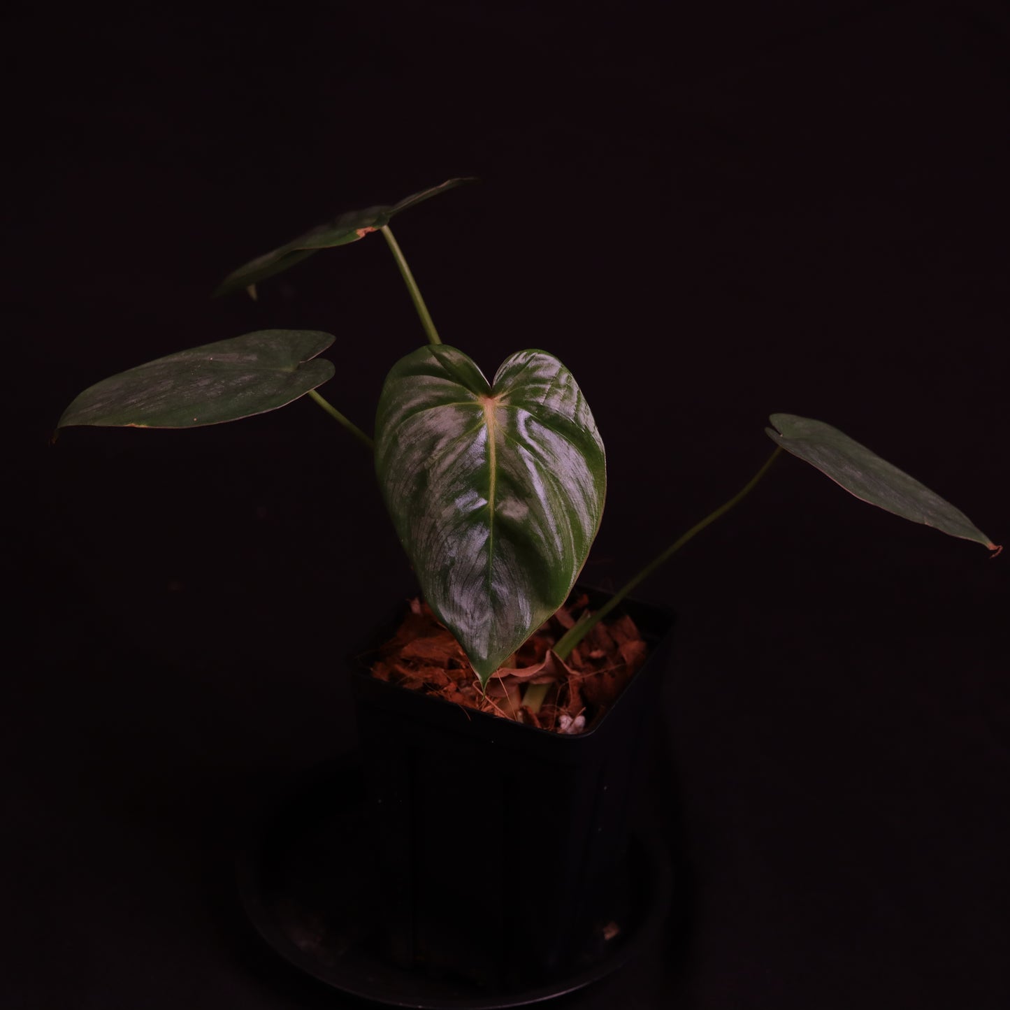 Philodendron Pastazanum Silver