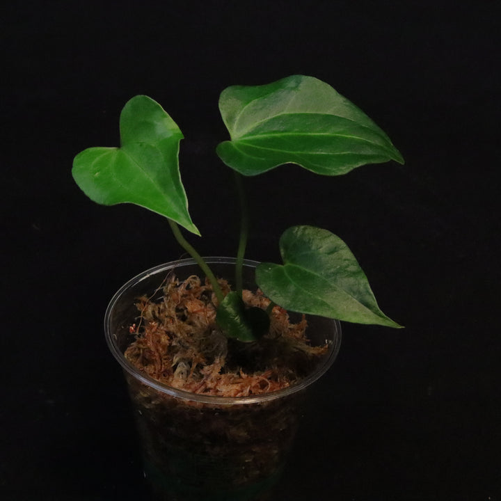 Anthurium Delta Force - Juvenile