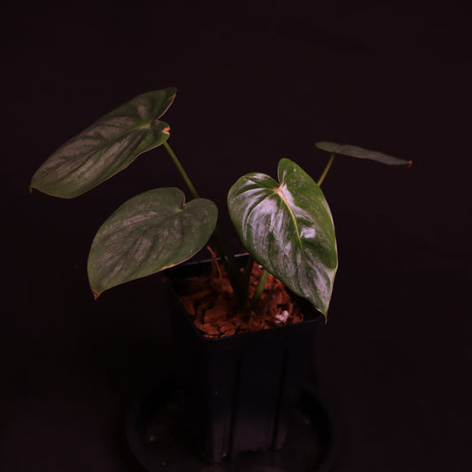Philodendron Pastazanum Silver