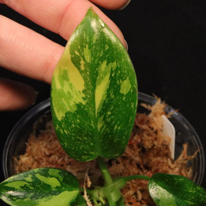 Variegated Philodendron Green Congo 'Nuclear' - B