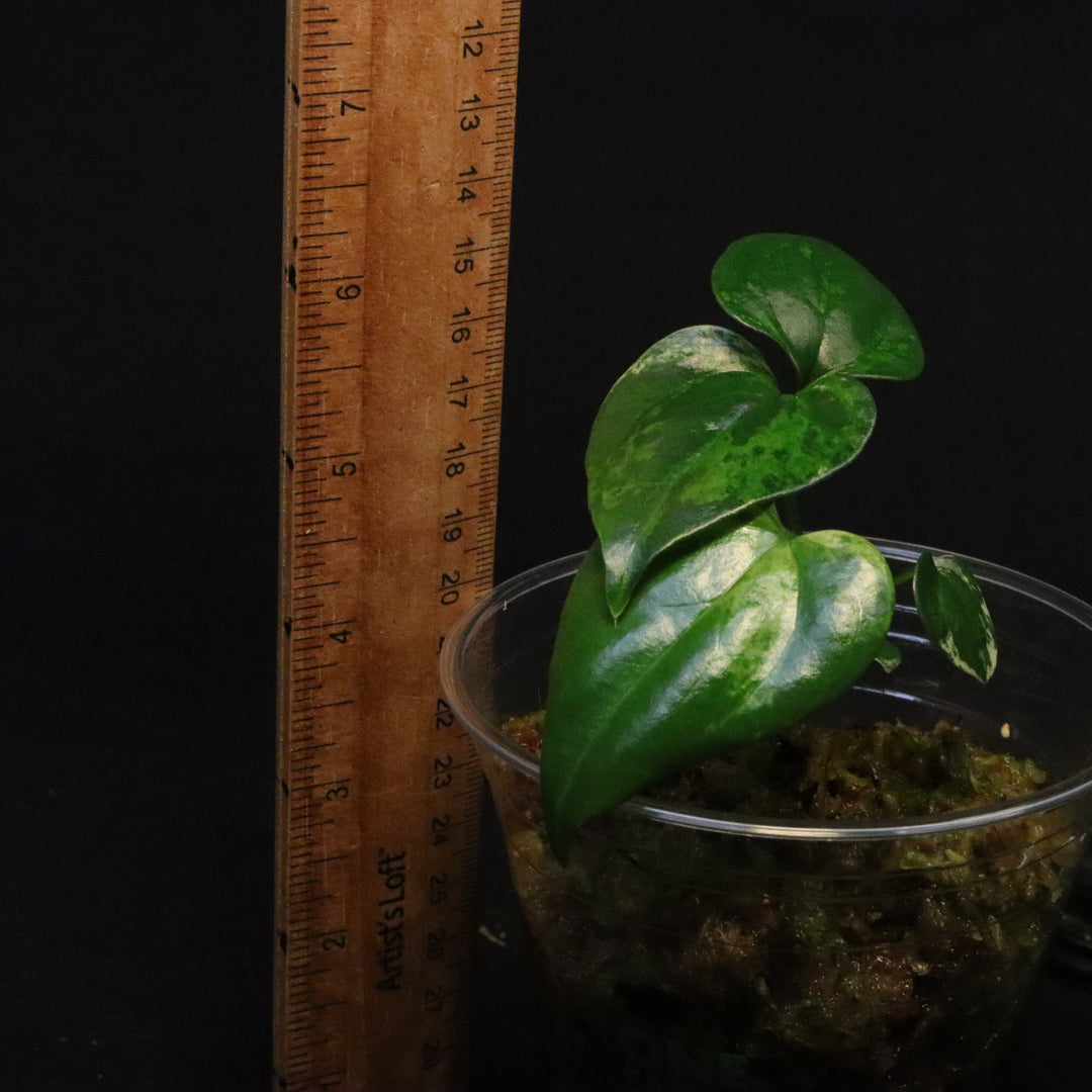 Variegated Anthurium watermaliense x self Seedling - A