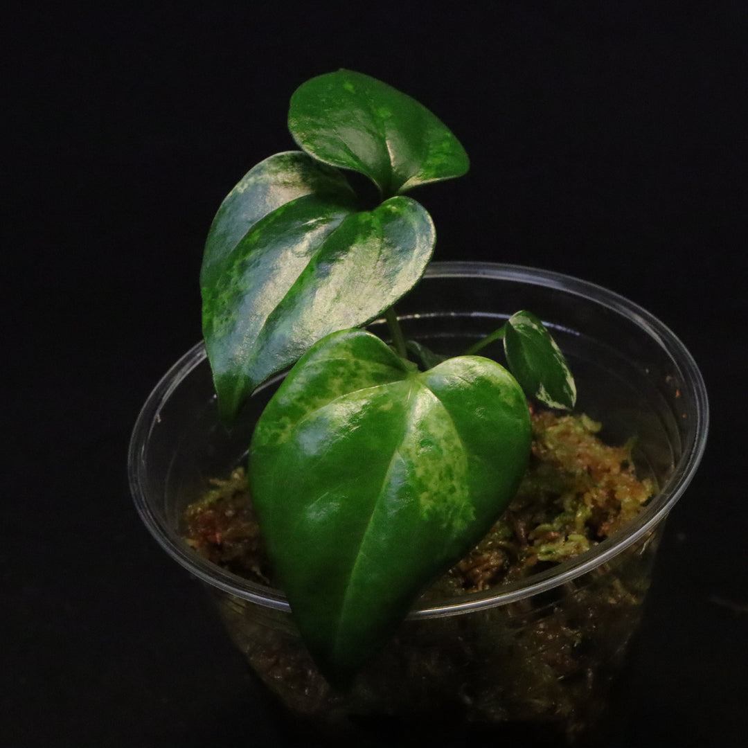 Variegated Anthurium watermaliense x self Seedling - A