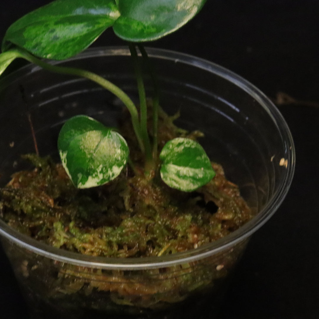 Variegated Anthurium watermaliense x self Seedling - A