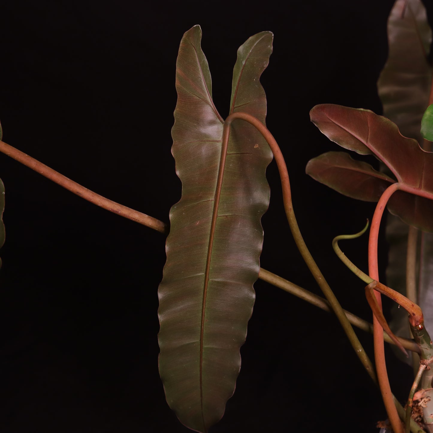 Philodendron NOID - 'Dark/Black Billietiae'