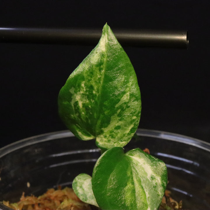 Variegated Anthurium watermaliense x self Seedling - B