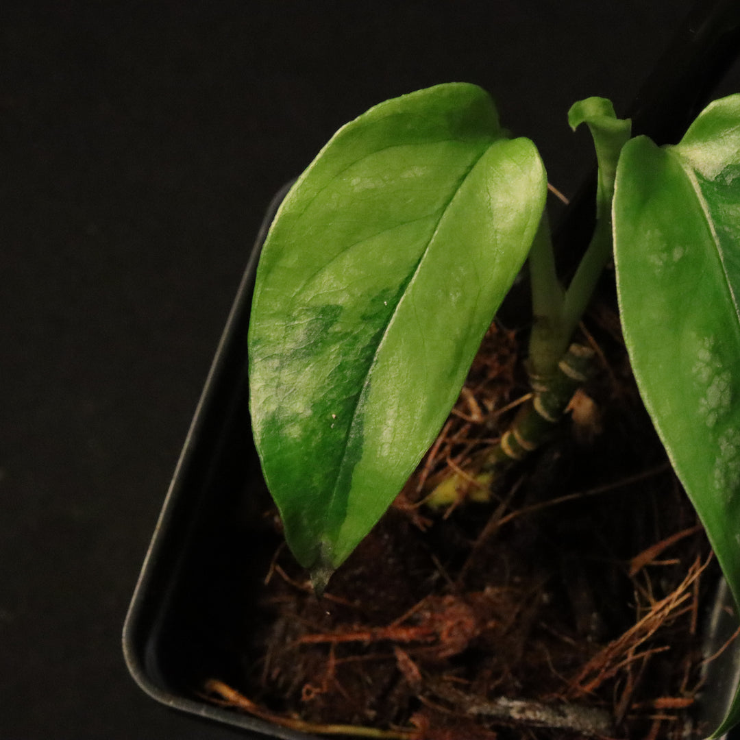 Variegated Monstera Siltepecana