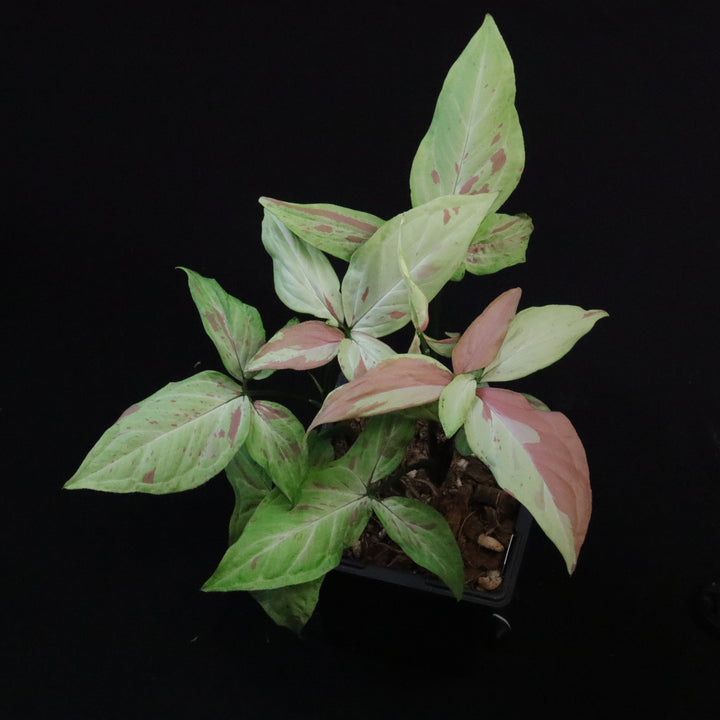 Syngonium Strawberry Milk - XL / Two Growth Point