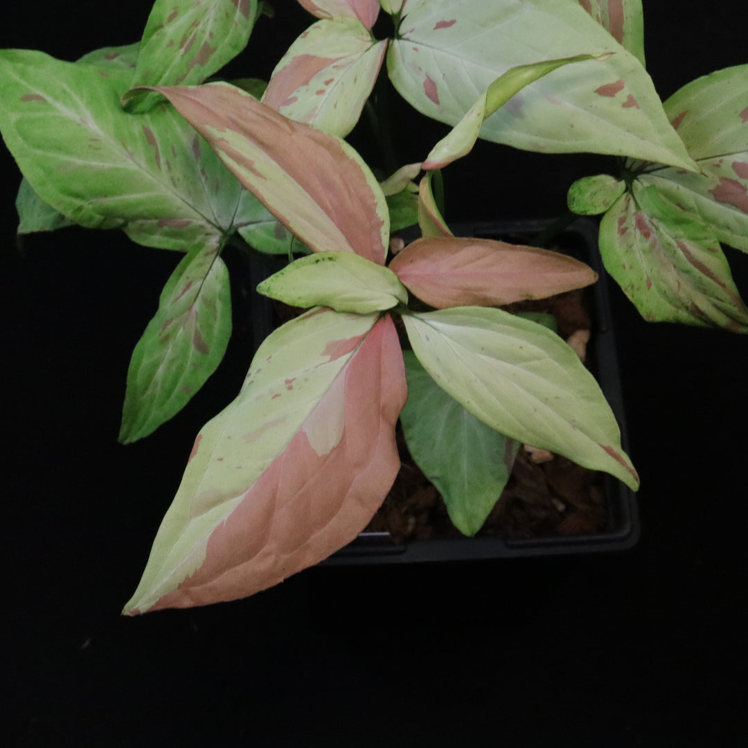 Syngonium Strawberry Milk - XL / Two Growth Point