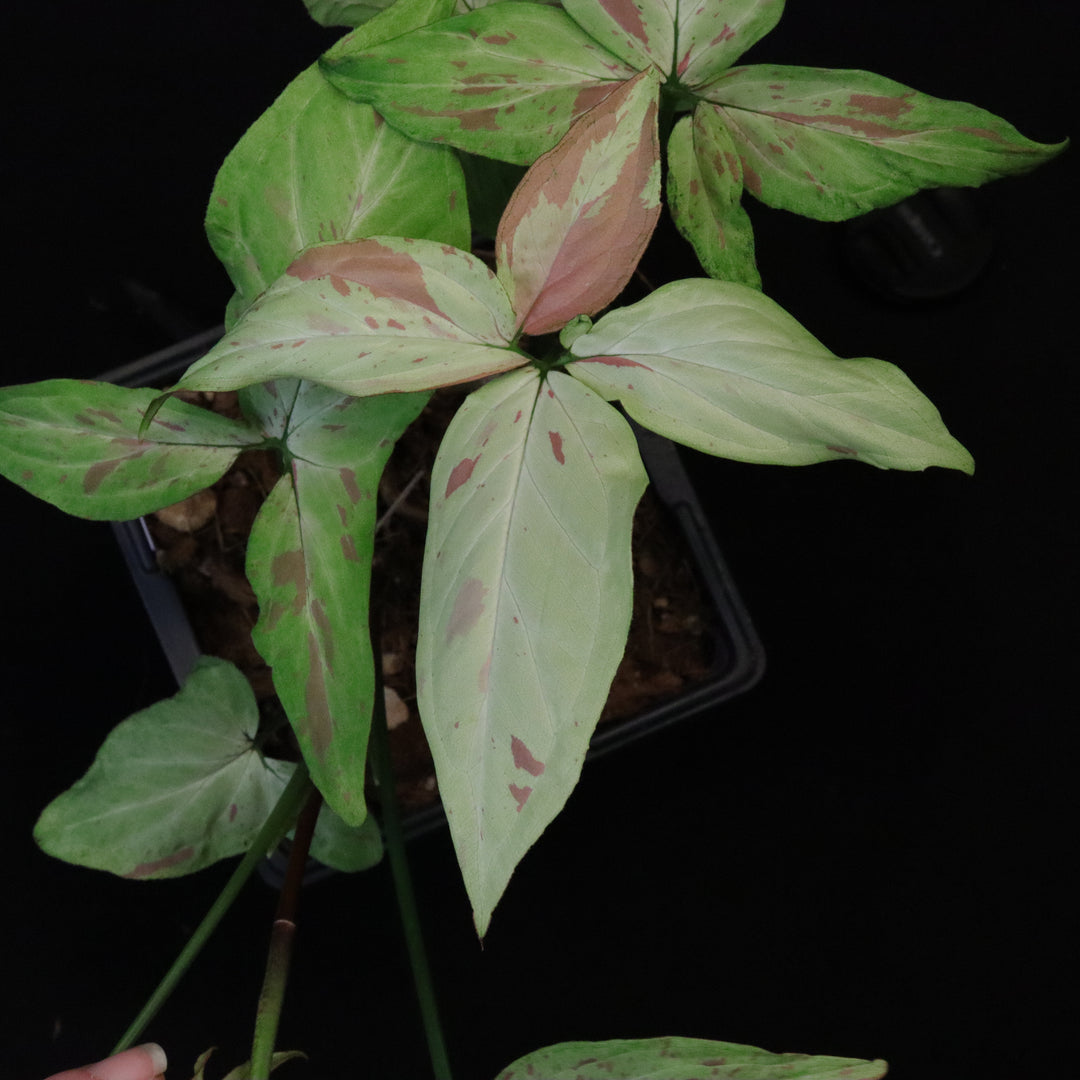 Syngonium Strawberry Milk - XL / Two Growth Point