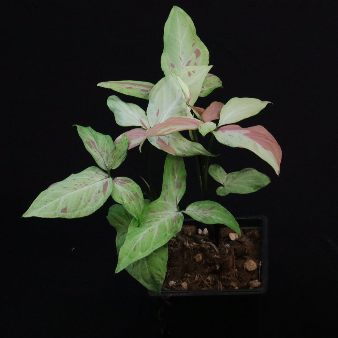 Syngonium Strawberry Milk - XL / Two Growth Point