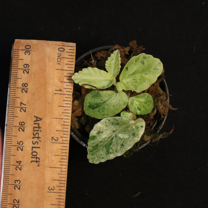 Variegated Pellionia Repens - Watermelon Begonia - A