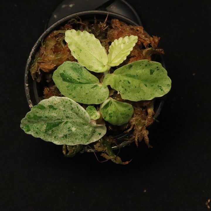 Variegated Pellionia Repens - Watermelon Begonia - A