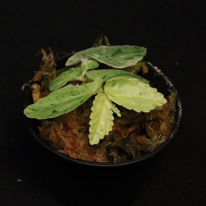 Variegated Pellionia Repens - Watermelon Begonia - A