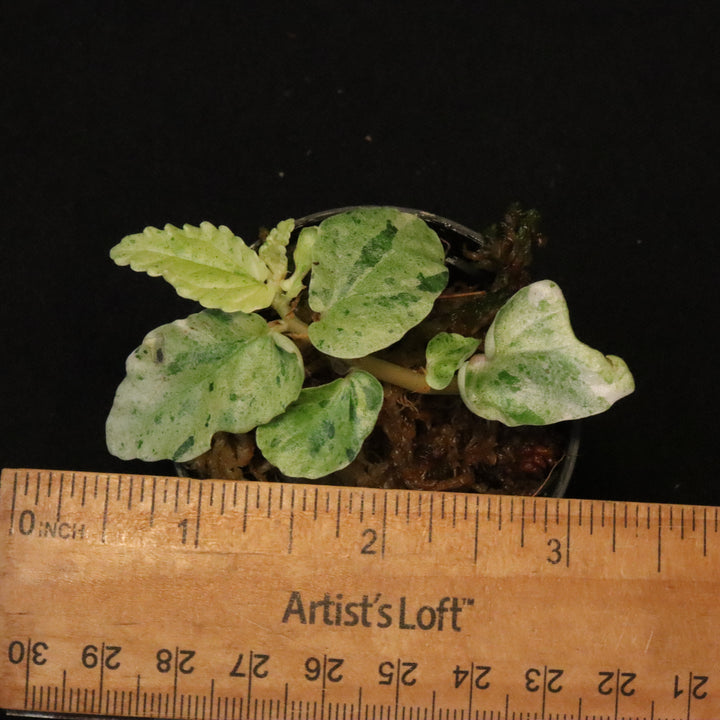 Variegated Pellionia Repens - Watermelon Begonia - B