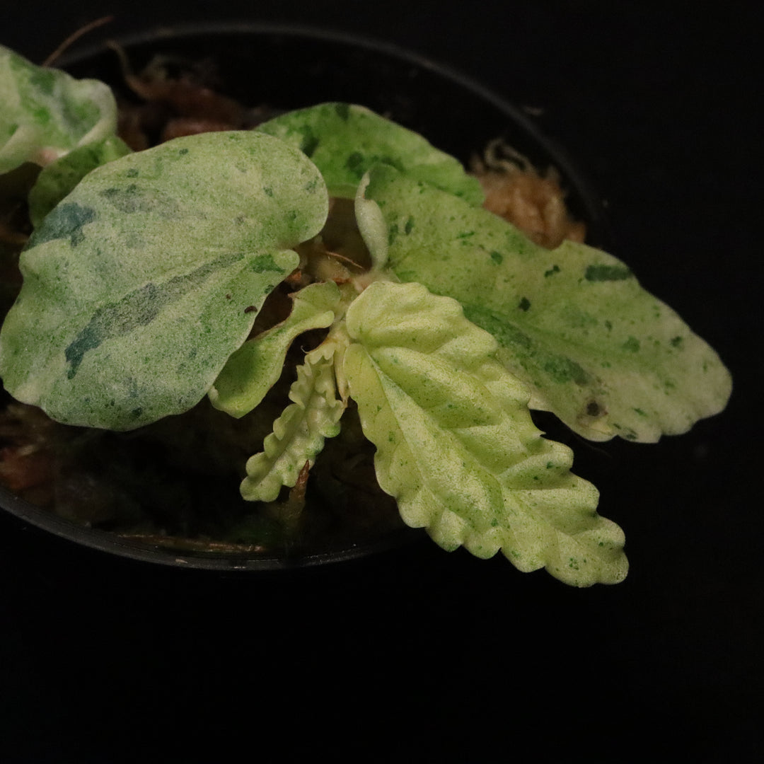 Variegated Pellionia Repens - Watermelon Begonia - B