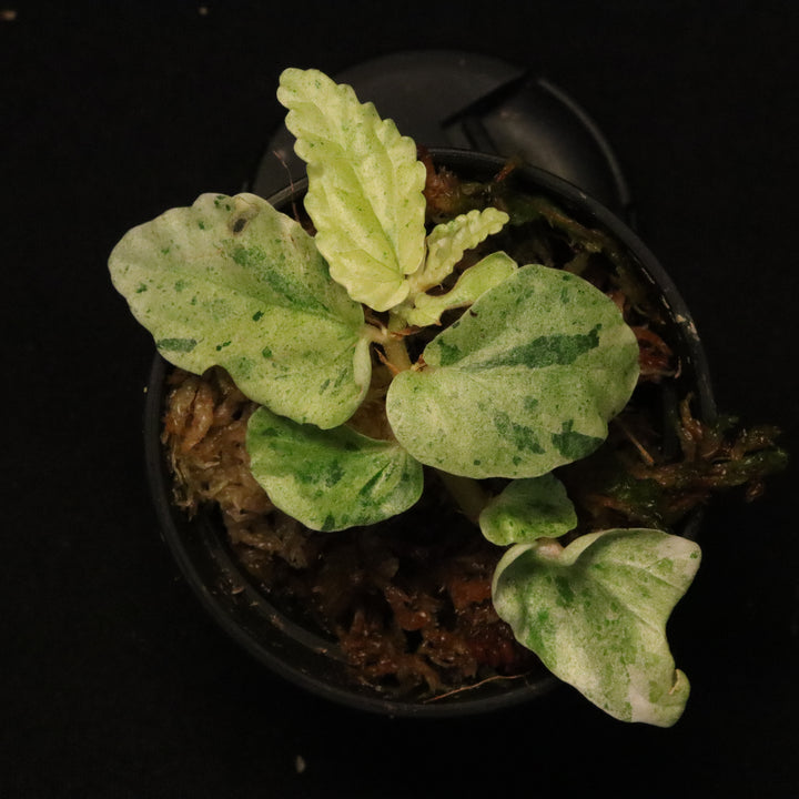 Variegated Pellionia Repens - Watermelon Begonia - B