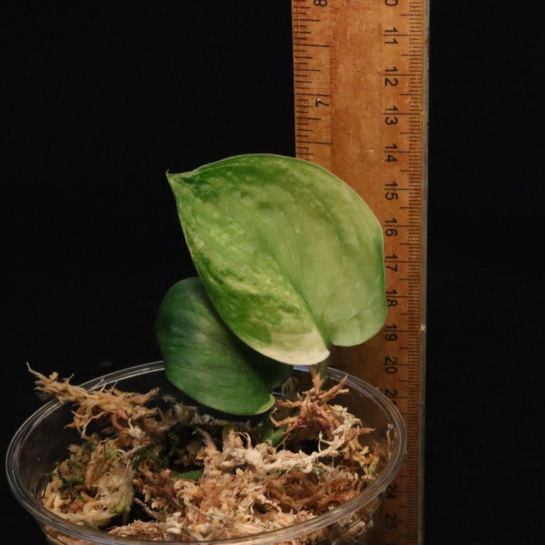 Scindapsus Pictus Marble Queen - B