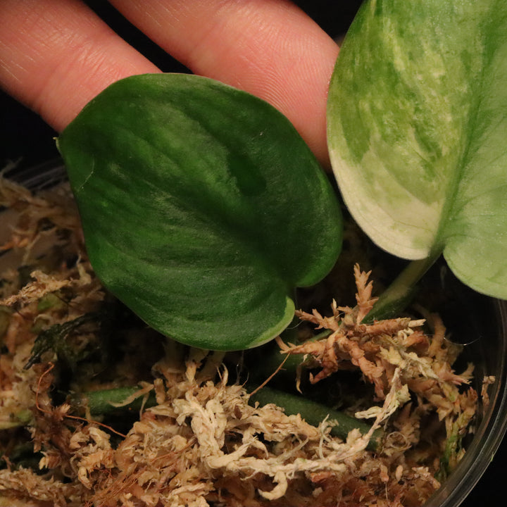 Scindapsus Pictus Marble Queen - B