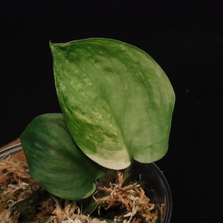 Scindapsus Pictus Marble Queen - B