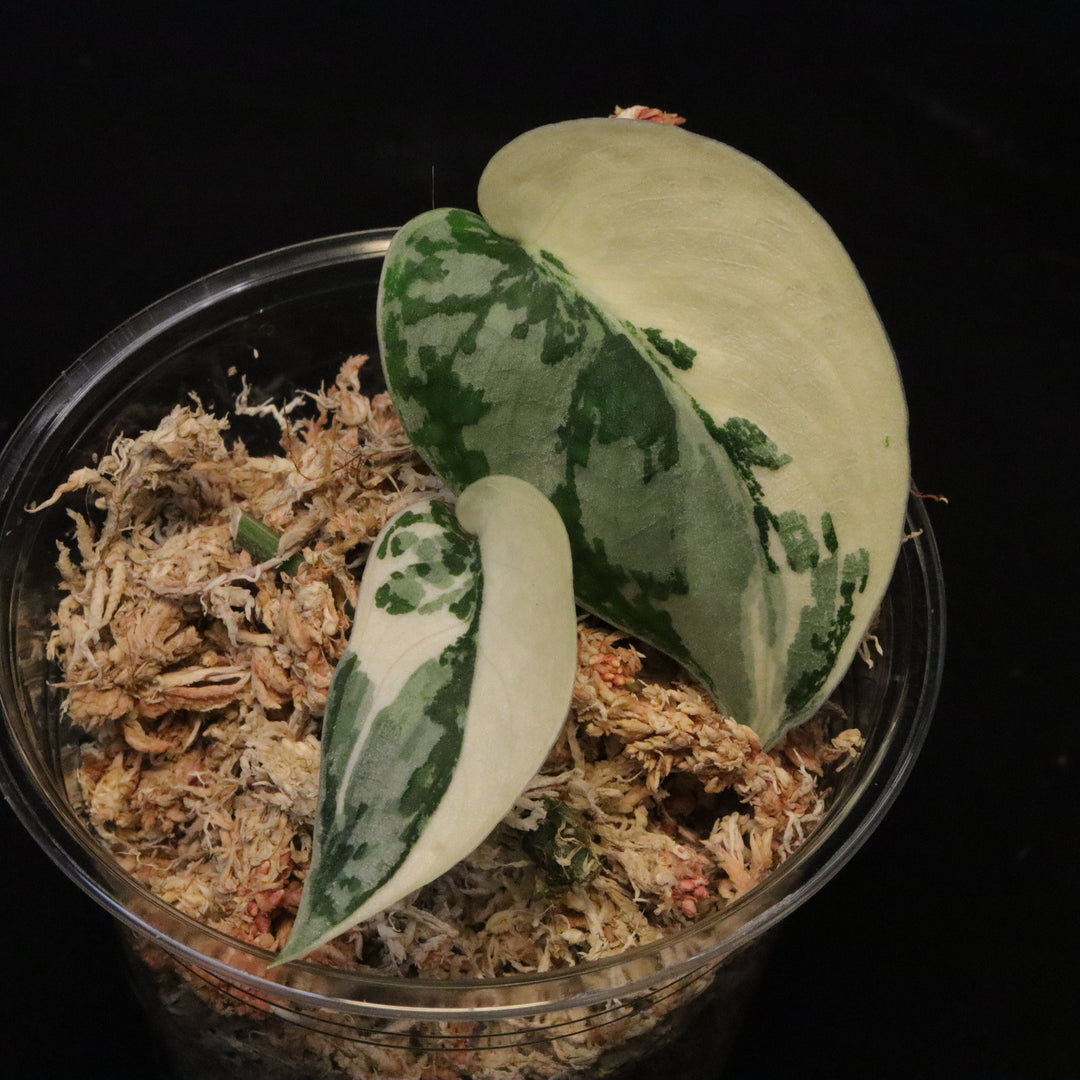 Variegated Scindapsus Mayari - Pictus Albo