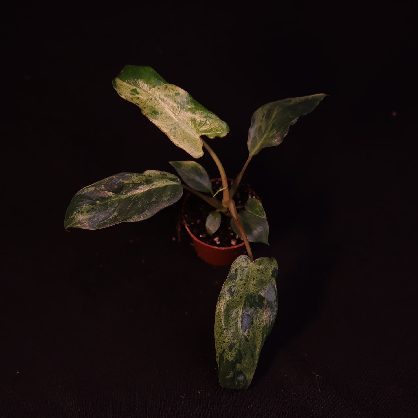 Philodendron Paraiso Verde - A