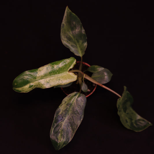 Philodendron Paraiso Verde - A