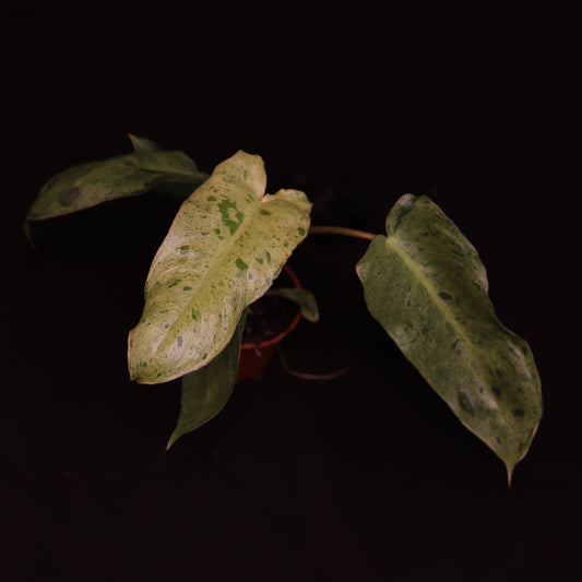 Philodendron Paraiso Verde - B