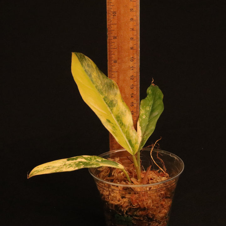 Philodendron Caramel Marble
