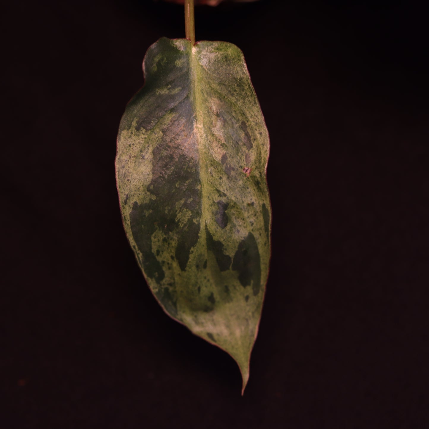 Philodendron Paraiso Verde - D