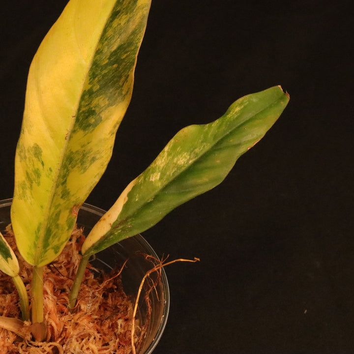 Philodendron Caramel Marble