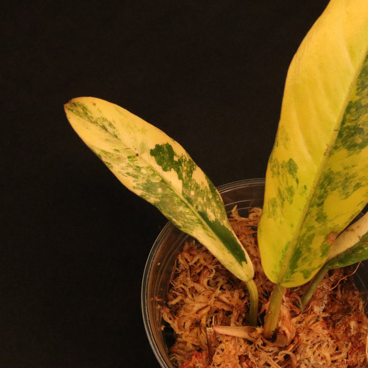 Philodendron Caramel Marble