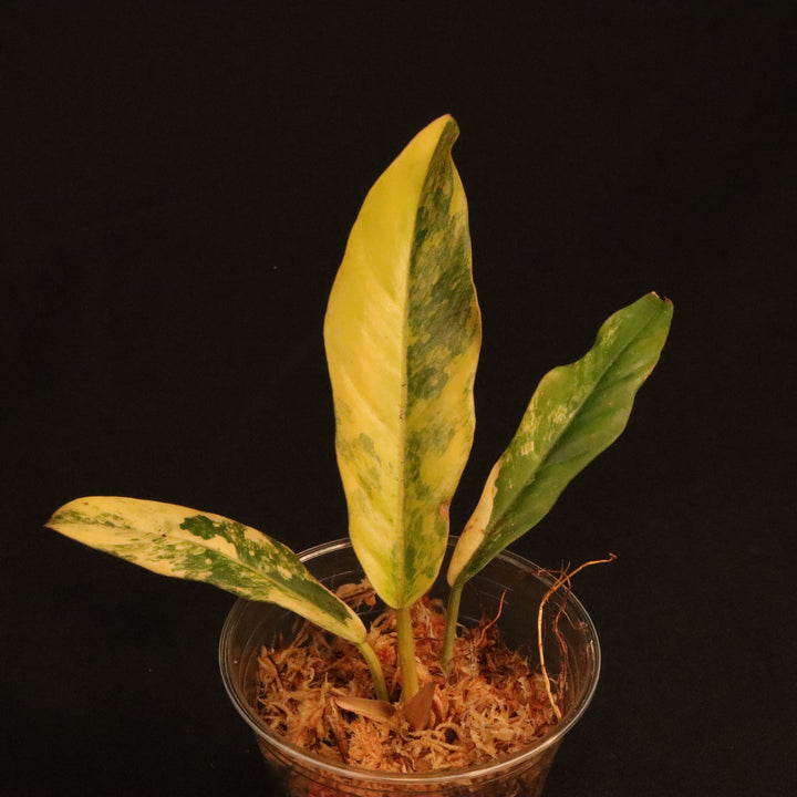 Philodendron Caramel Marble