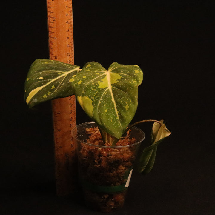 Variegated Philodendron Gloriosum - 'Type 2' - A
