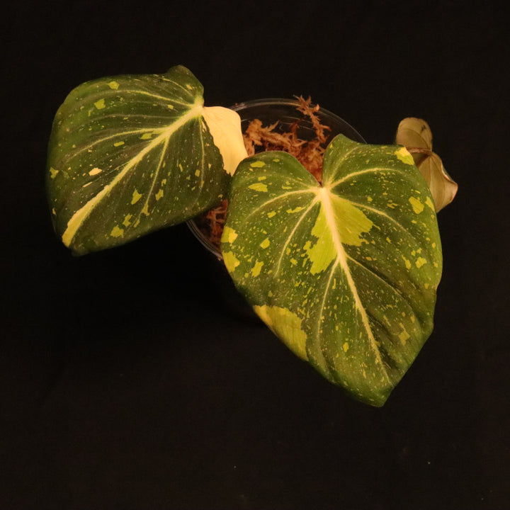 Variegated Philodendron Gloriosum - 'Type 2' - A
