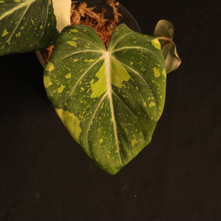 Variegated Philodendron Gloriosum - 'Type 2' - A