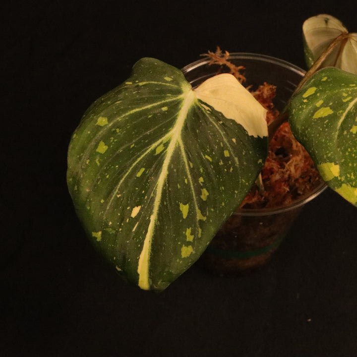 Variegated Philodendron Gloriosum - 'Type 2' - A