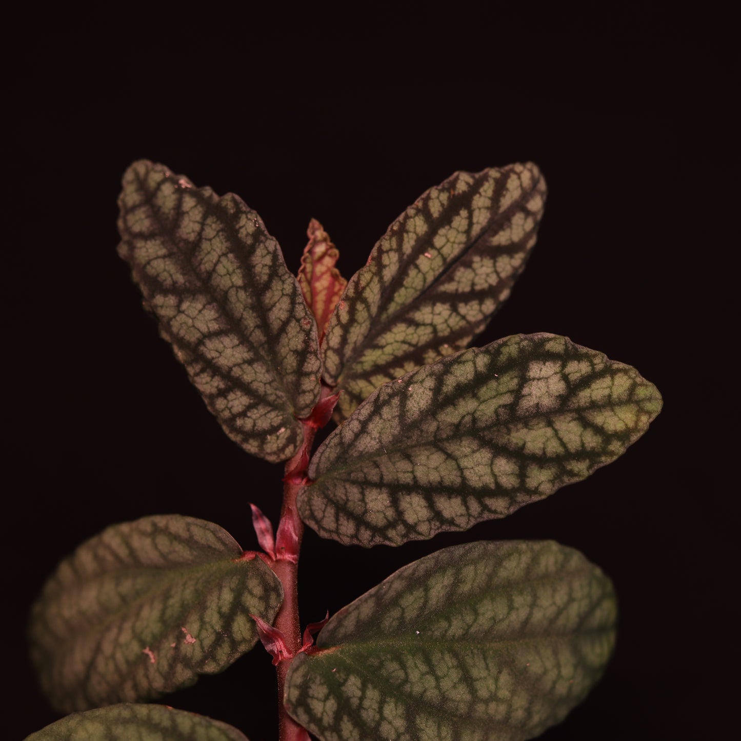 Pellionia Pulchra - Watermelon Begonia - Grower's Choice