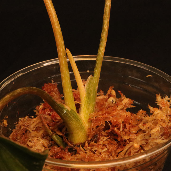 Variegated Philodendron Gloriosum - 'Type 2' - A