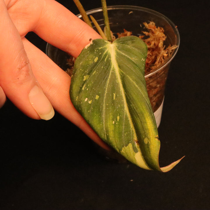 Variegated Philodendron Gloriosum - 'Type 2' - A