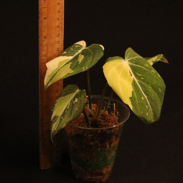 Variegated Philodendron Gloriosum - 'Type 2' - B