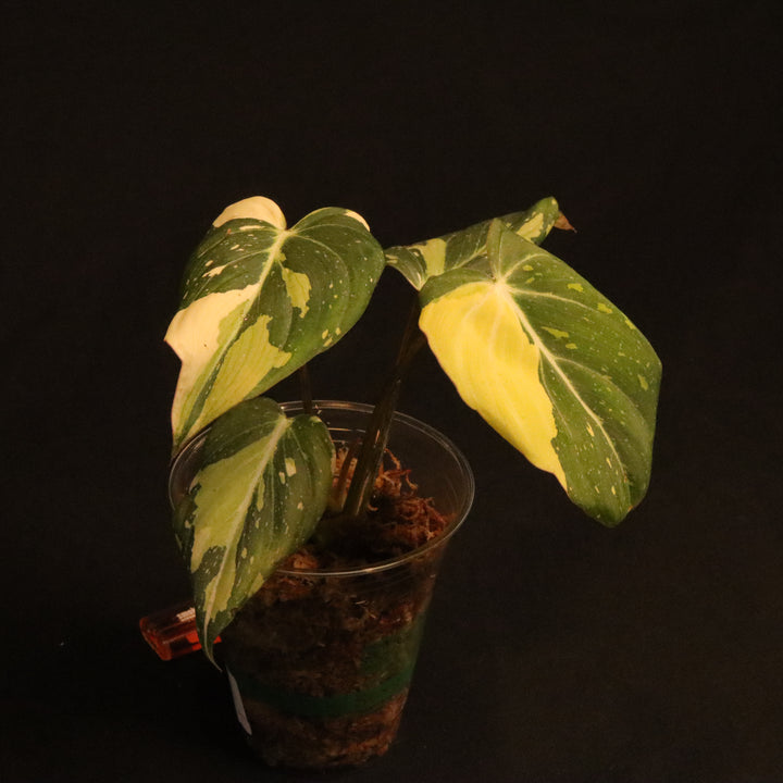 Variegated Philodendron Gloriosum - 'Type 2' - B