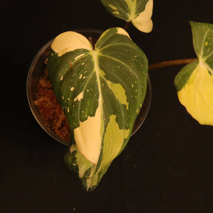 Variegated Philodendron Gloriosum - 'Type 2' - B