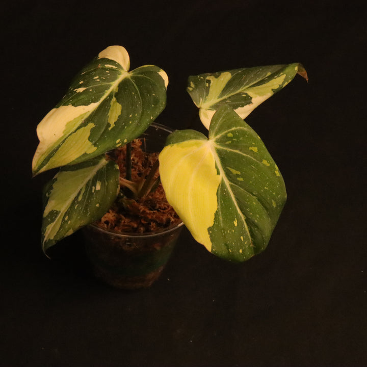 Variegated Philodendron Gloriosum - 'Type 2' - B