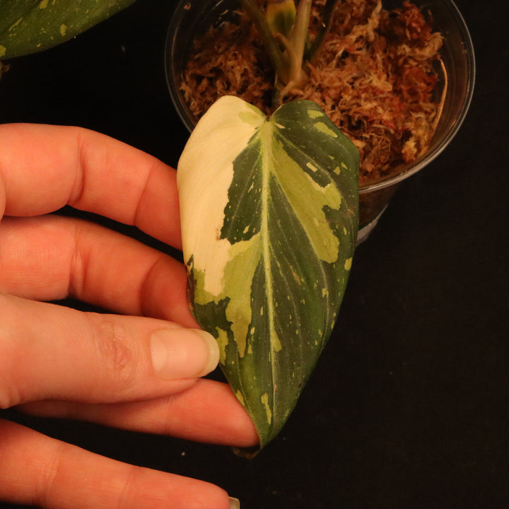 Variegated Philodendron Gloriosum - 'Type 2' - B