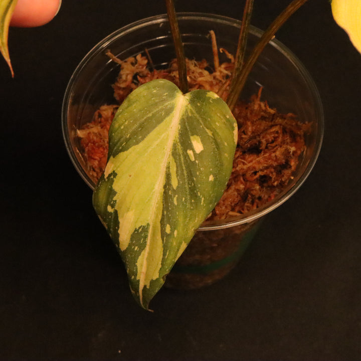 Variegated Philodendron Gloriosum - 'Type 2' - B